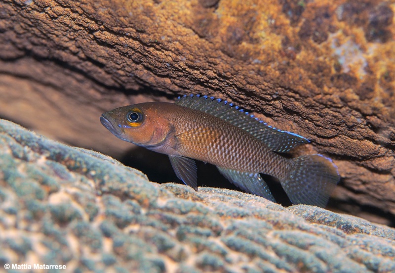 Neolamprologus niger 'Jakobsen's Beach'